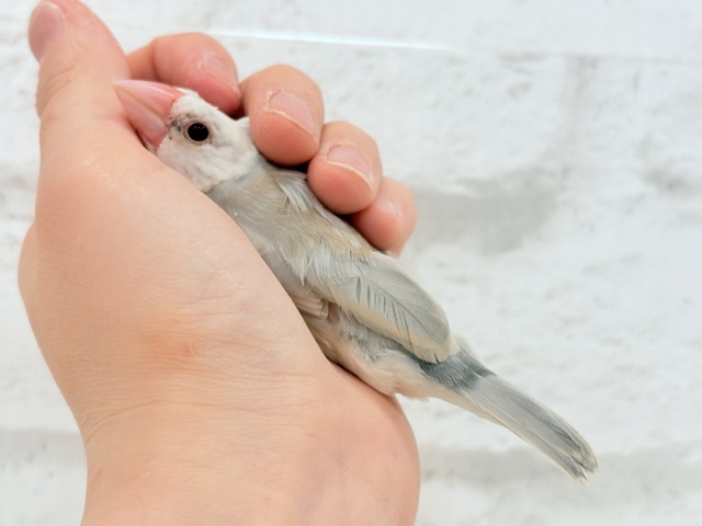 アゲイト文鳥