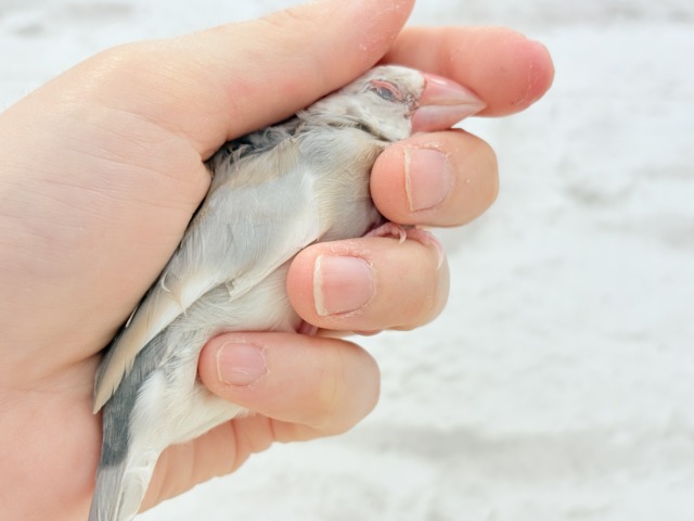 アゲイト文鳥