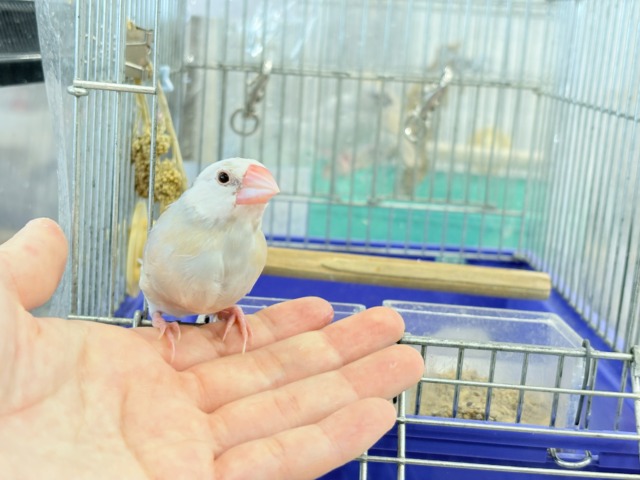 アゲイト文鳥