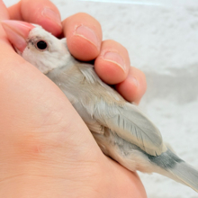 【最新画像更新🪄もうすぐひとり餌‪☆】ふんわり柔らかクリームラッテ🐣☕️アゲイト文鳥 ヒナ