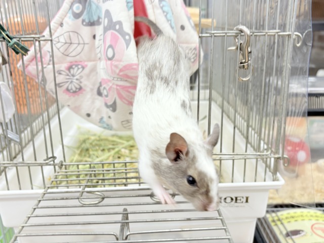 デグー