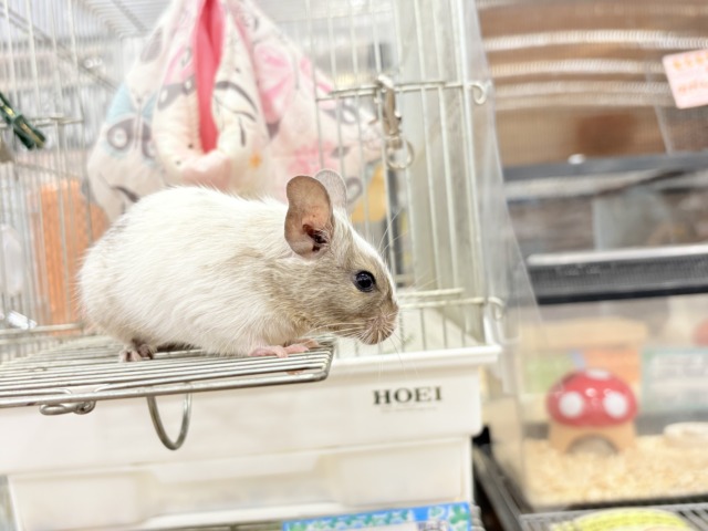 【最新画像更新🪄】元気よく食べて遊ぶよ~♩♩デグー(パイド)男の子 デグー