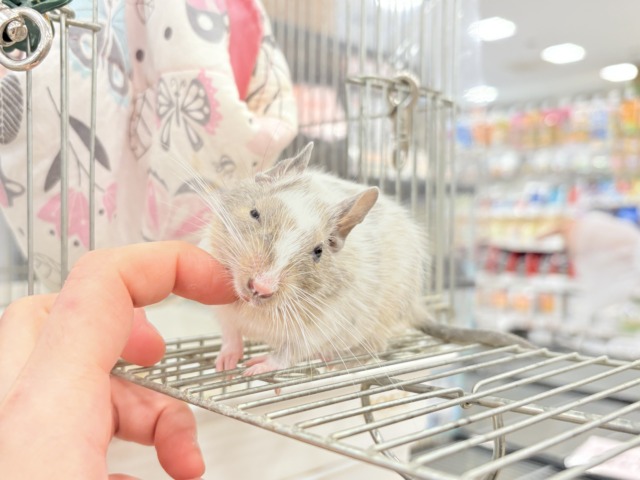 【最新画像更新🪄】元気よく食べて遊ぶよ~♩♩デグー(パイド)男の子 デグー