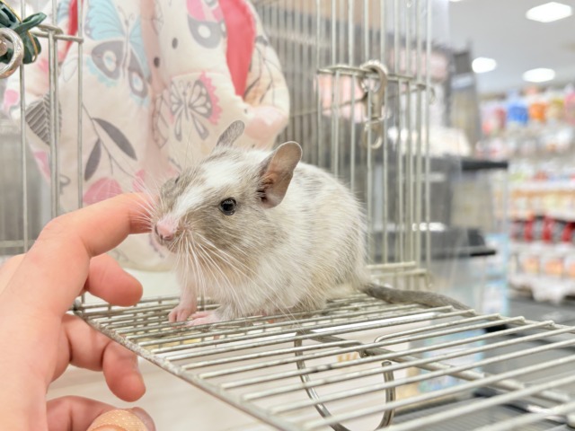 デグー