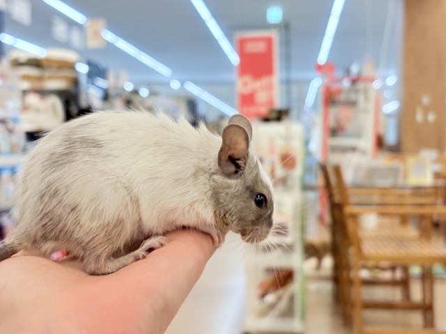 デグー