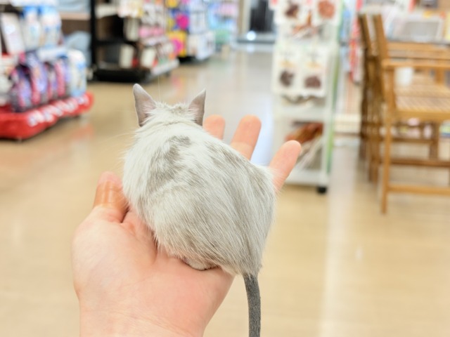 【最新画像更新🪄】元気よく食べて遊ぶよ~♩♩デグー(パイド)男の子 デグー