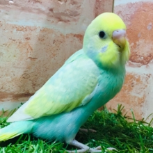 レインボーカラーのセキセイちゃんがやってきましたよ～🌈🌈🌈　セキセイインコ（レインボー系）