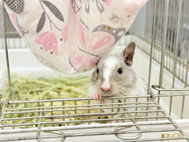 【最新画像更新🪄】元気よく食べて遊ぶよ~♩♩デグー(パイド)男の子 デグー