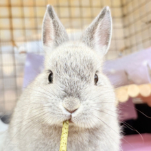 【最新画像更新🪄】ぬいぐるみ的もふふわ感🐰🫧ネザーランドドワーフ(グレー)男の子