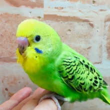 💚💚セキセイインコ（オパーリン）💚💚