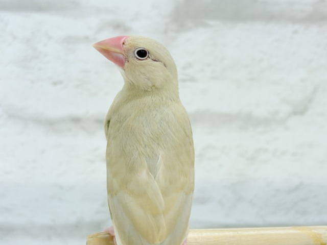 シナモン文鳥