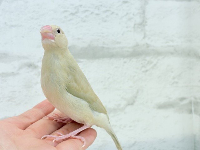シナモン文鳥