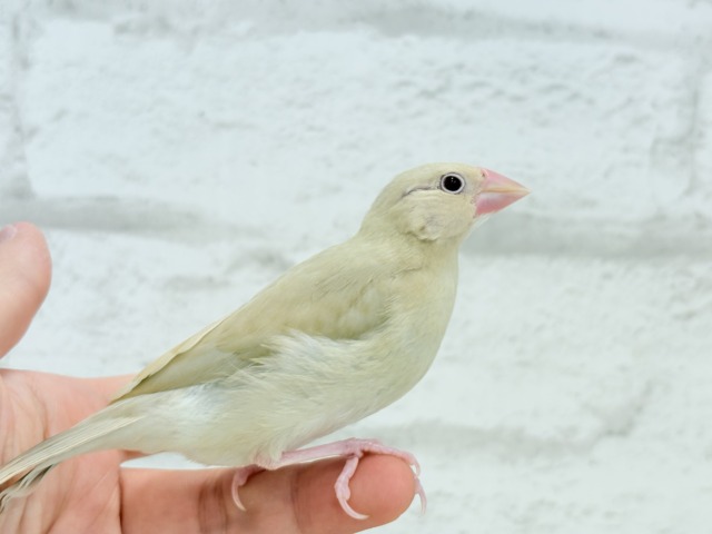 シナモン文鳥