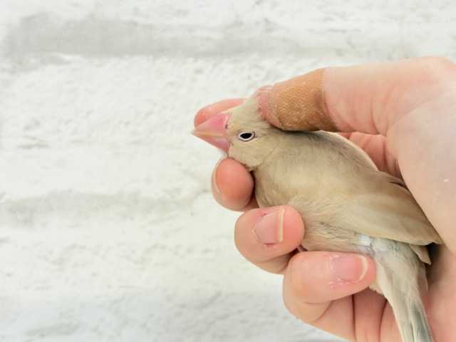 シナモン文鳥