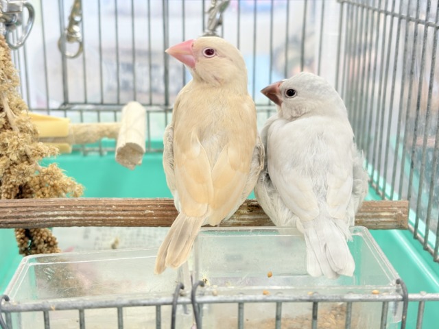 シナモン文鳥
