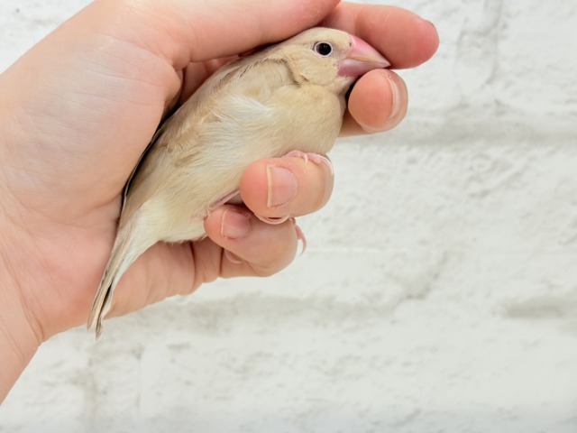 シナモン文鳥