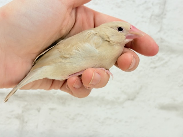 シナモン文鳥