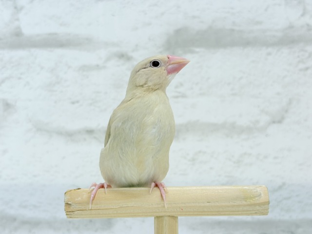 シナモン文鳥