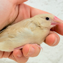 【最新画像更新🪄】ふんわり優しさ溢れる子☕️.*･ﾟシナモン文鳥 ヒナ