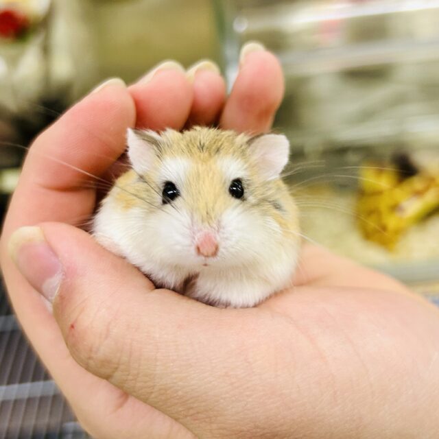 ロボロフスキーハムスター