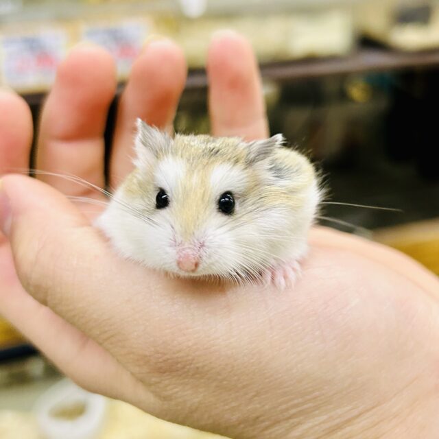 ロボロフスキーハムスター