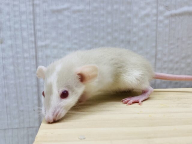 ファンシーラット