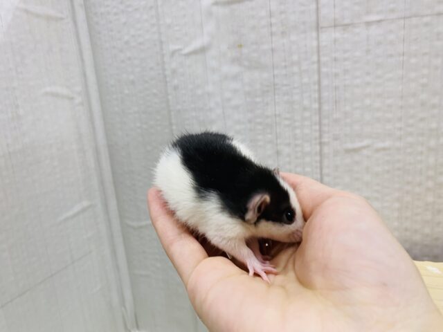 ファンシーラット