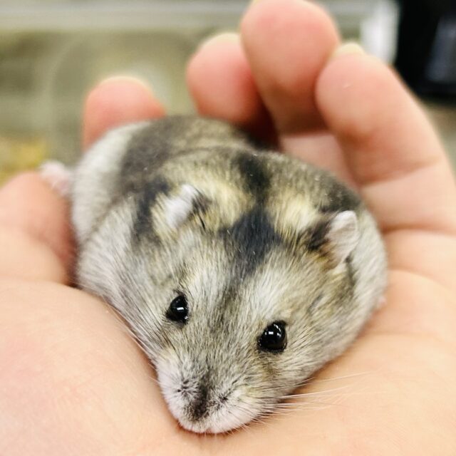 ドワーフハムスター系