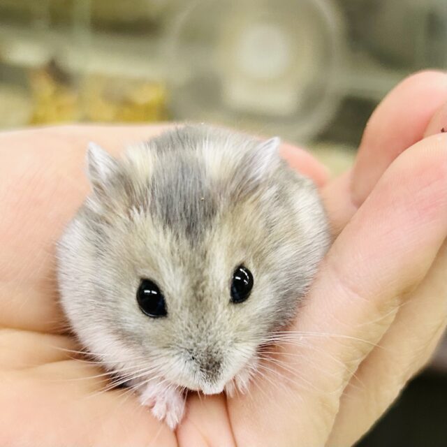 ドワーフハムスター系