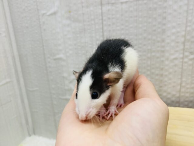 ファンシーラット