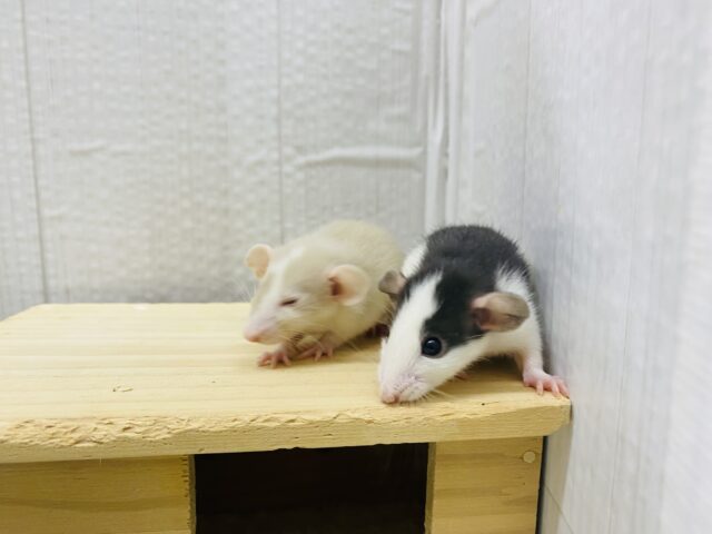 ファンシーラット