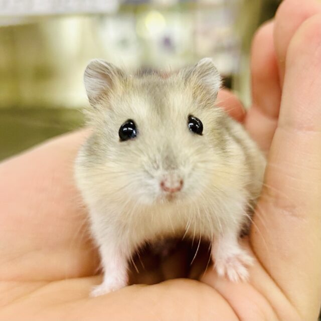 ドワーフハムスター系