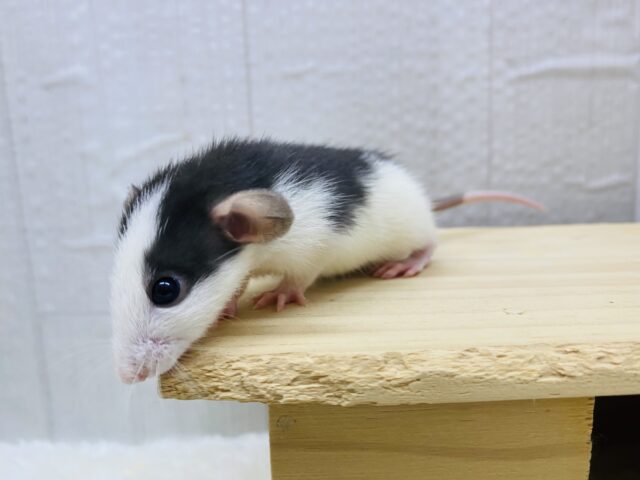 ファンシーラット