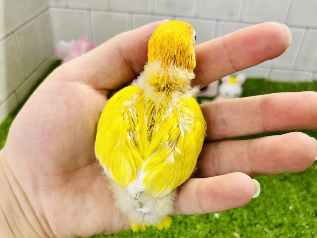 ヤマブキボタンインコ