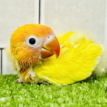 ＴＨＥ・サン☀　ハレバレカラーです(^_-)-☆　ヤマブキボタンインコ