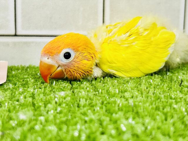 ヤマブキボタンインコ