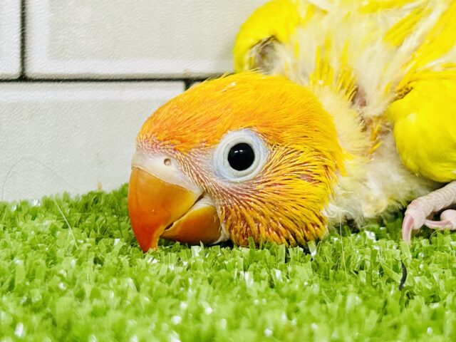 ヤマブキボタンインコ