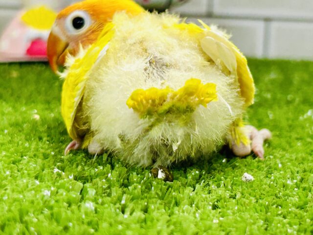 ヤマブキボタンインコ