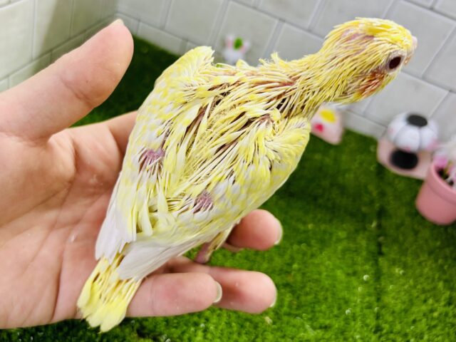 オカメインコ