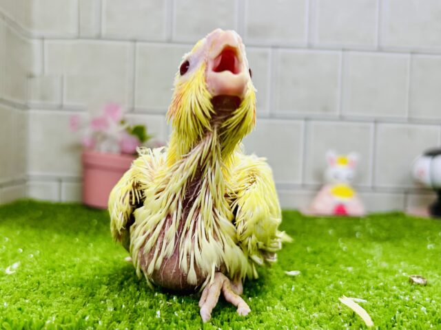 オカメインコ