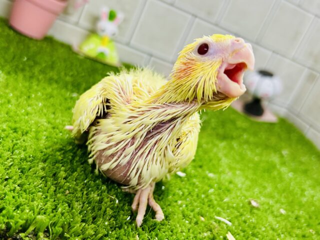 オカメインコ