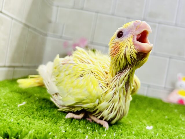 黄身感強めの君もかわいい♪♪　オカメインコ