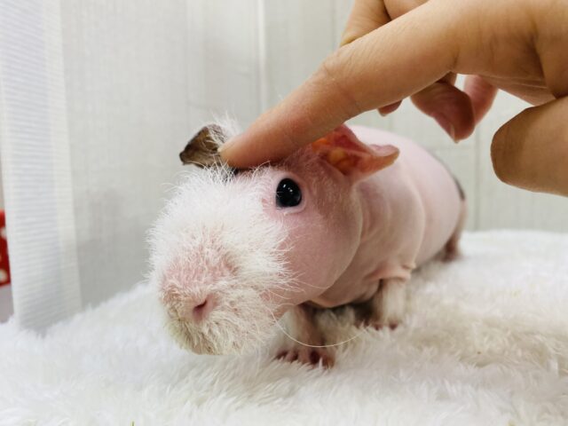 スキニーギニアピッグ