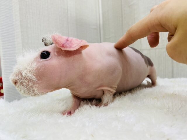 スキニーギニアピッグ