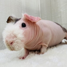 食いしん坊は誰にも負けません👊🔥もちもちボディーのスキニーギニアピッグ🩷