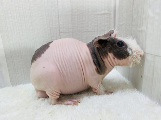 スキニーギニアピッグ