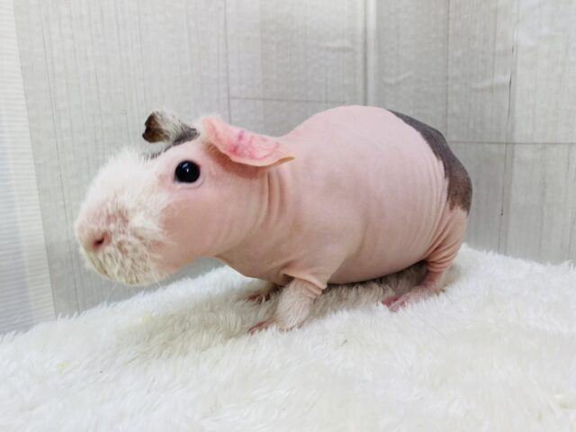 スキニーギニアピッグ