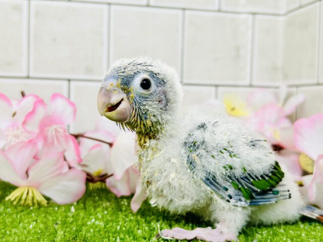 ふわモコボディ☁は食いしん坊？？　ワキコガネウロコインコ　
