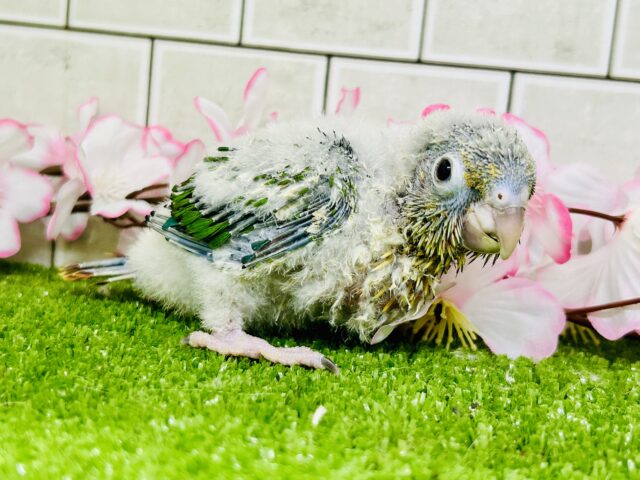 ワキコガネウロコインコ