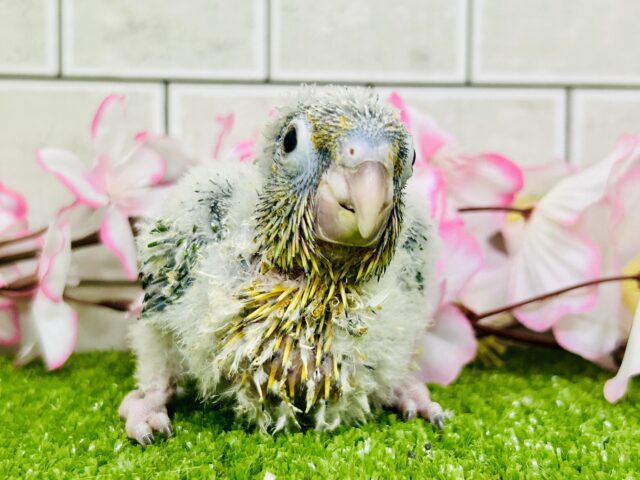 ワキコガネウロコインコ